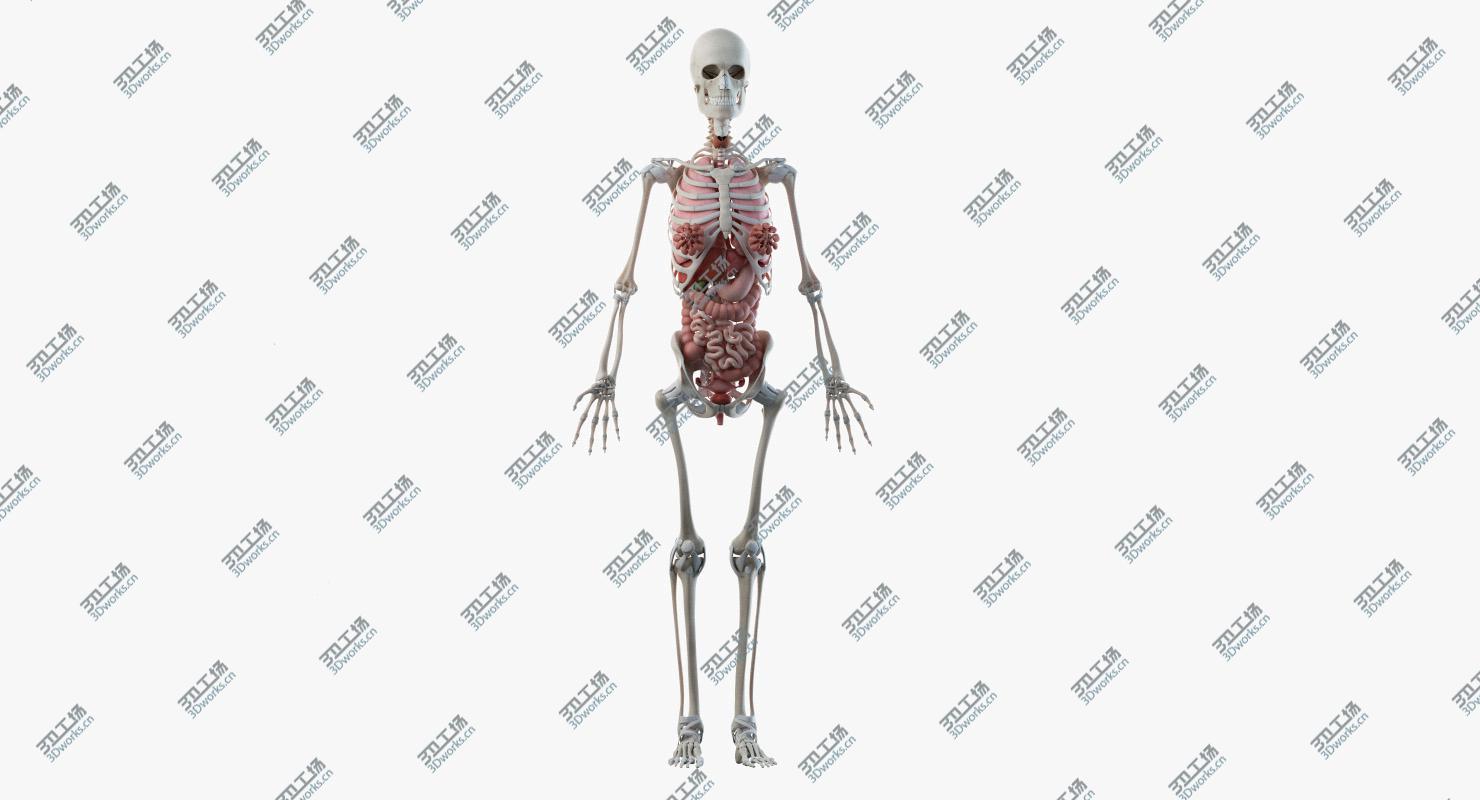 images/goods_img/20210313/Obese Female Skin, Skeleton And Organs Rigged 3D model/4.jpg